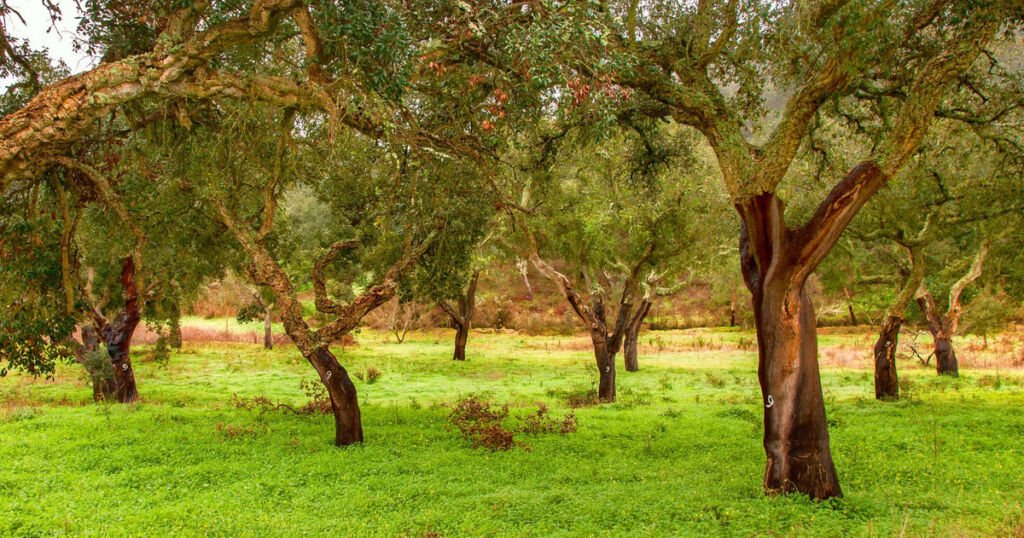Land Sotogrande Cádiz - image 12