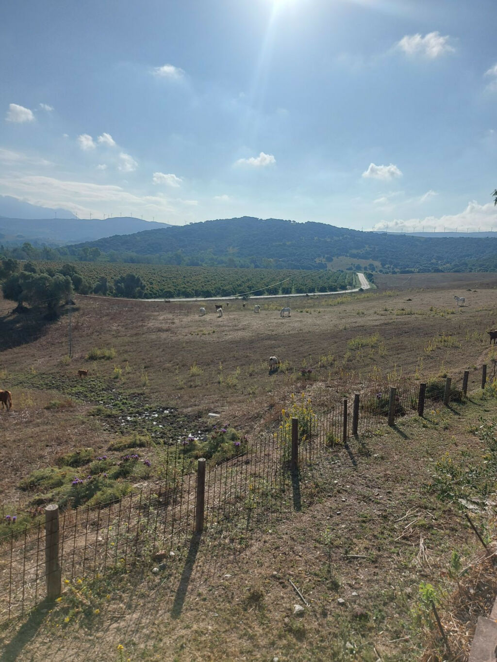 Land Jimena de la Frontera Cádiz - image 15
