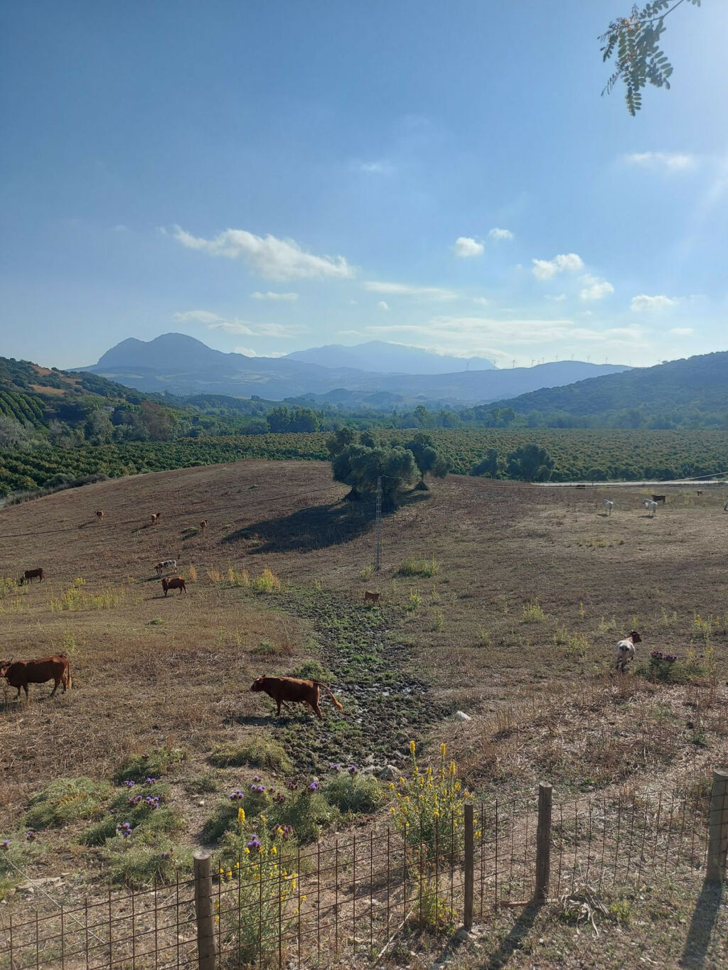 Land Jimena de la Frontera Cádiz - image 2