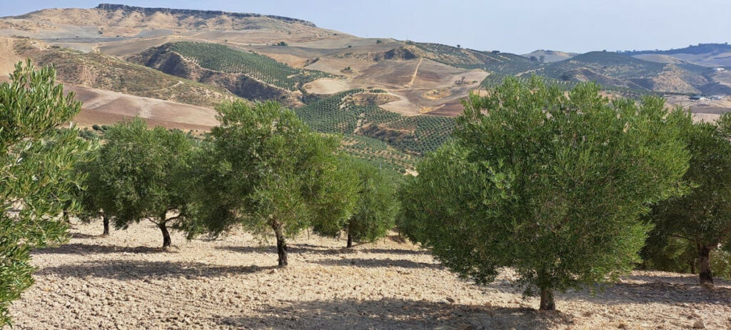 Land Ronda Málaga - image 2
