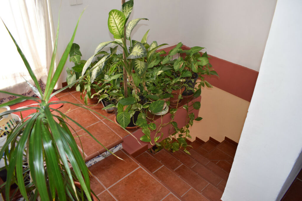 Finca - Cortijo Vélez-Málaga Málaga - image 24