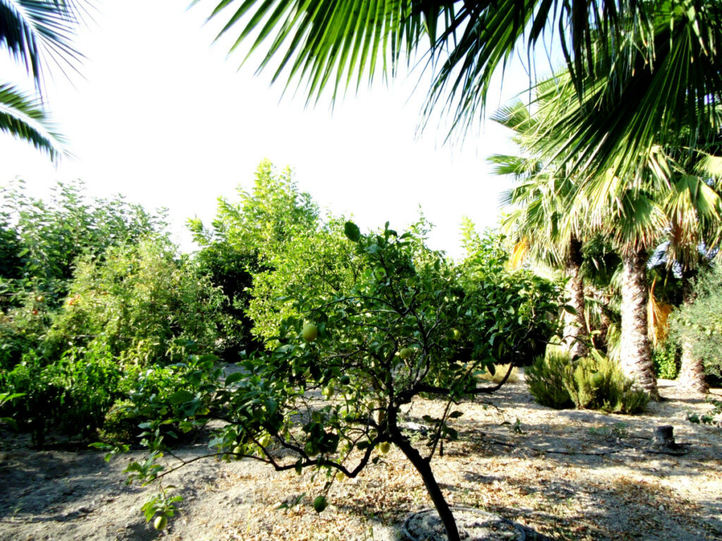 Detached Villa Coín Málaga - image 29