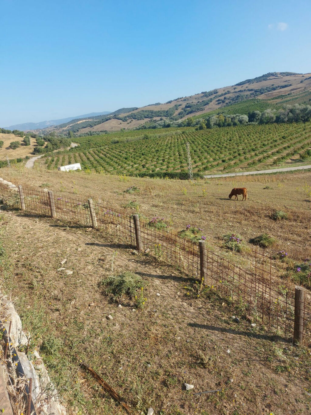 Land Jimena de la Frontera Cádiz - image 3