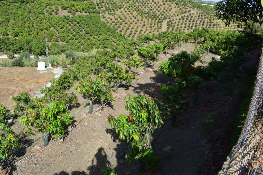 Finca - Cortijo Vélez-Málaga Málaga - image 53