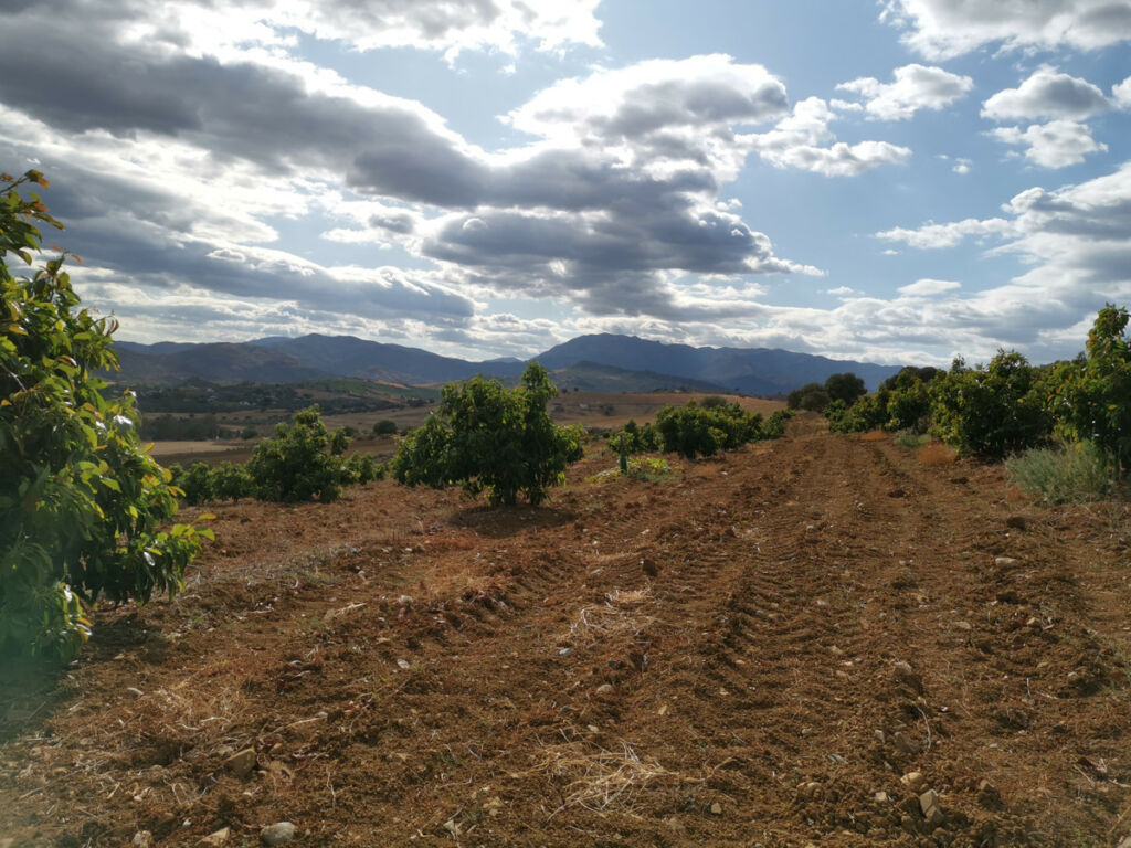 Land Coín Málaga - image 17