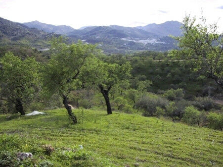 Land Monda Málaga - image 3