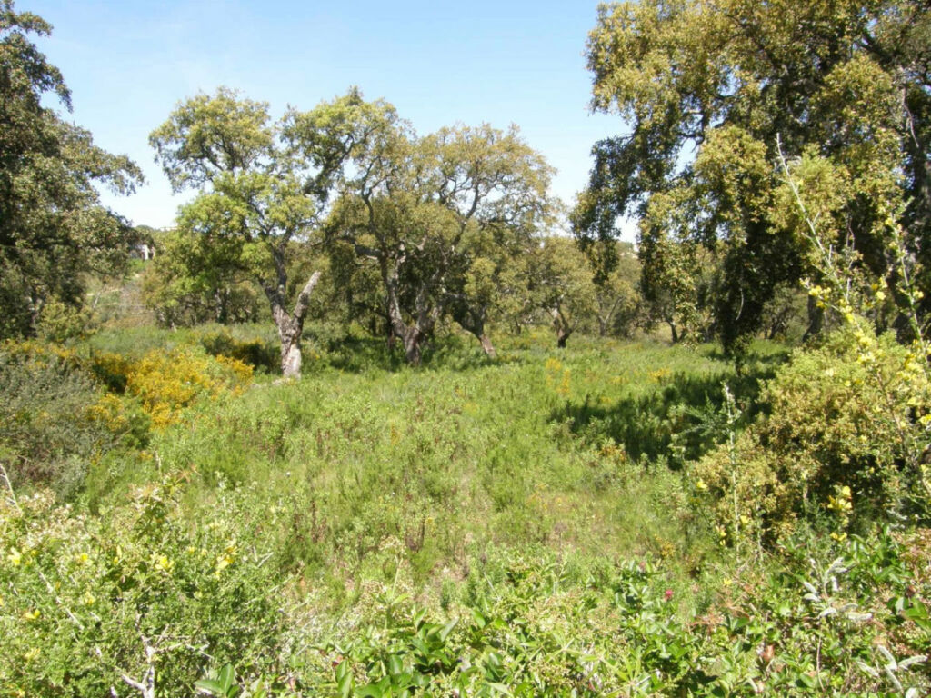 Residential Plot San Roque Club Cádiz - image 2