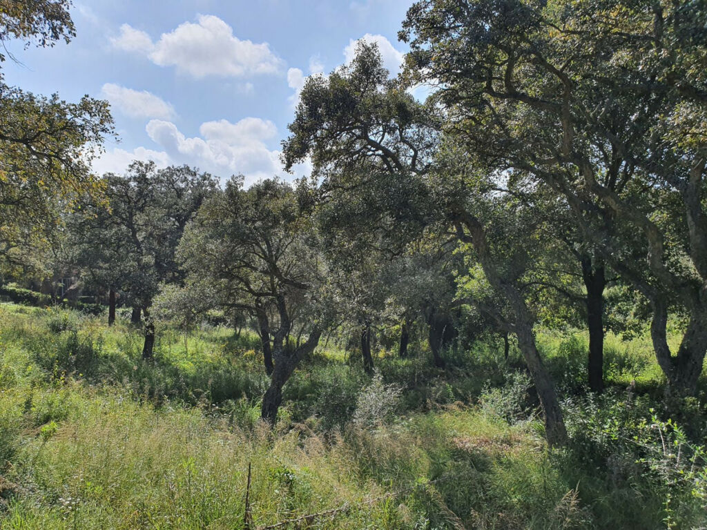 Residential Plot Sotogrande Alto Cádiz