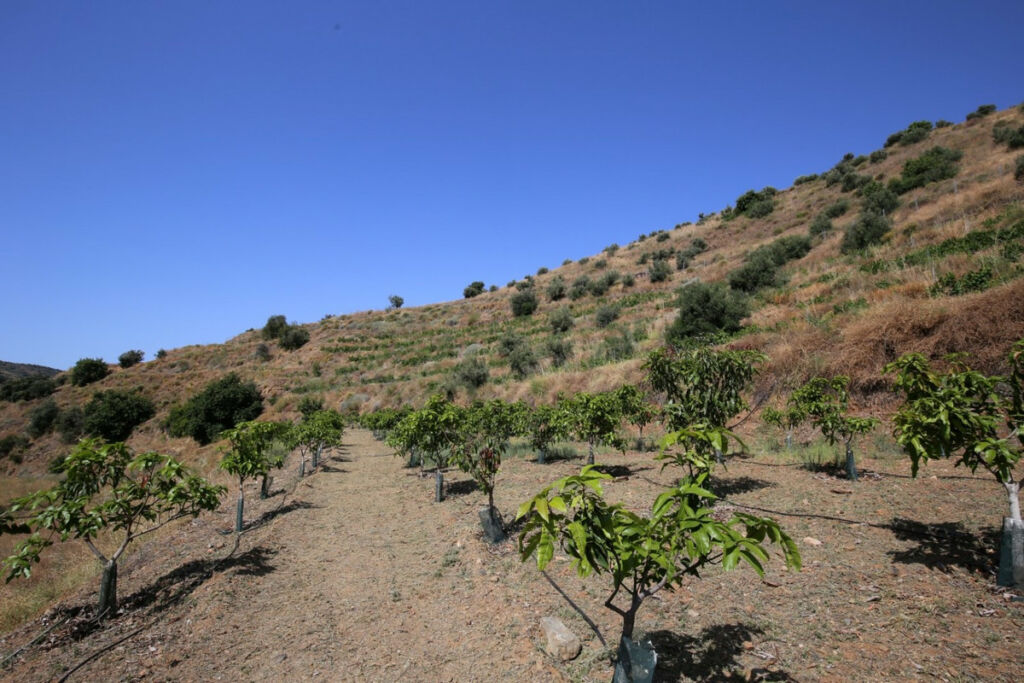 Land Totalán Málaga
