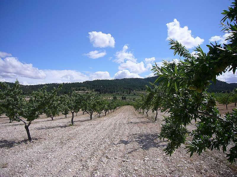 Finca - Cortijo Salinas Alicante - image 10