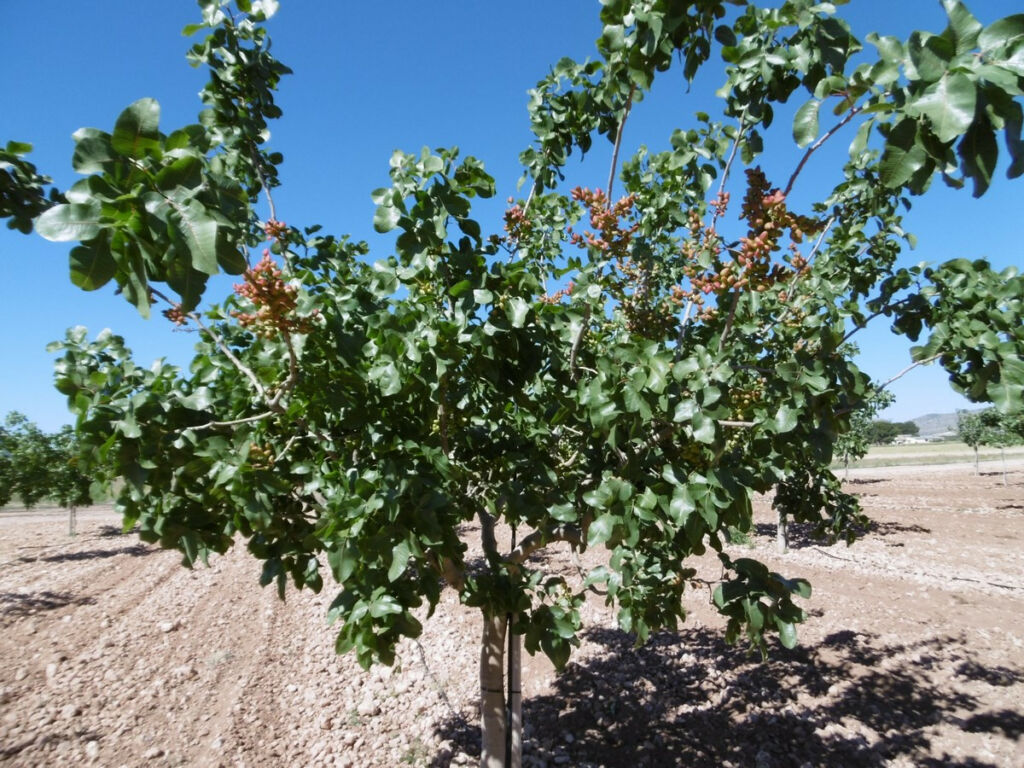 Land Yecla Murcia - image 10