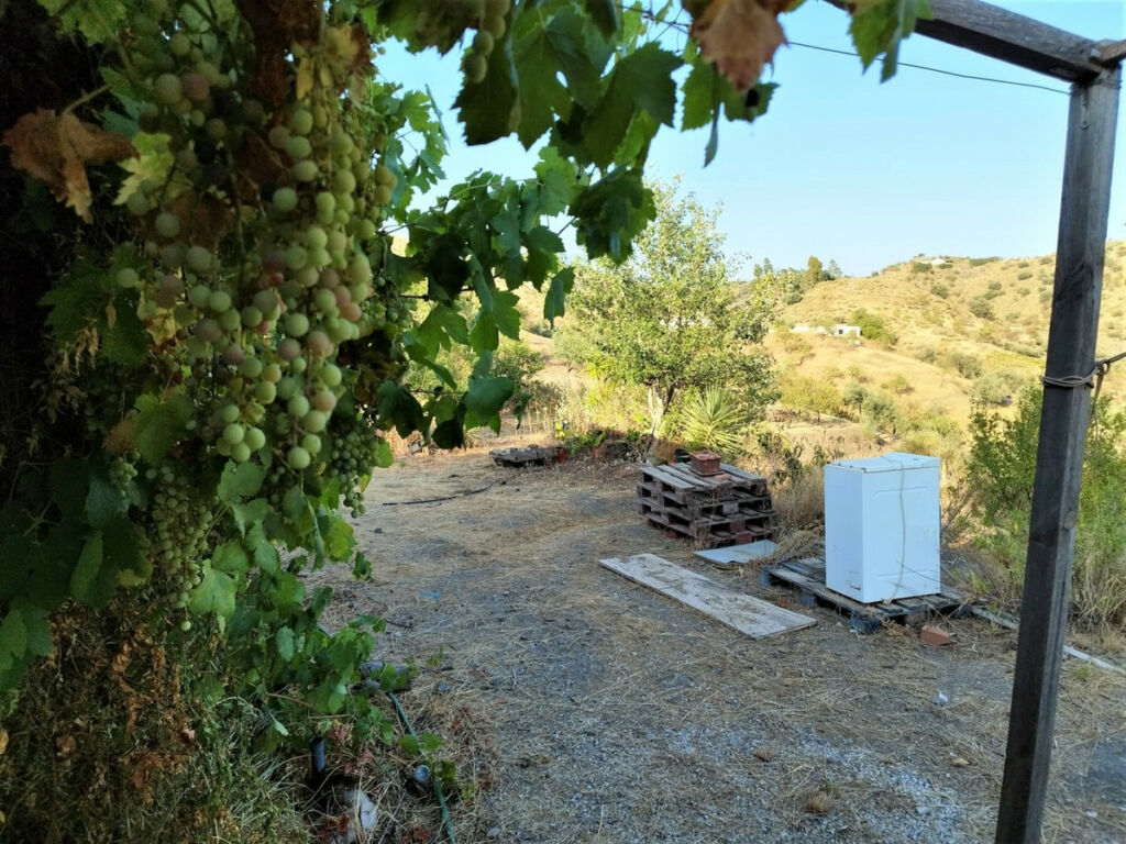 Finca - Cortijo Canillas de Aceituno Málaga - image 10