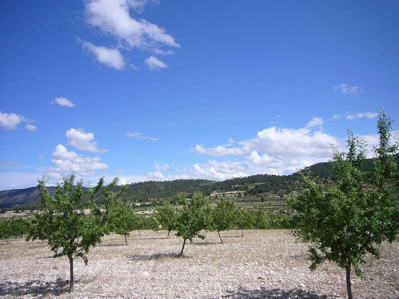 Finca - Cortijo Salinas Alicante - image 11