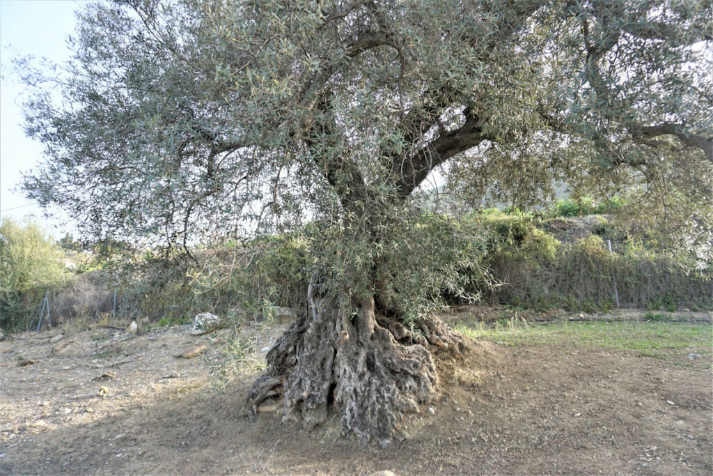 Finca - Cortijo Alcaucín Málaga - image 11