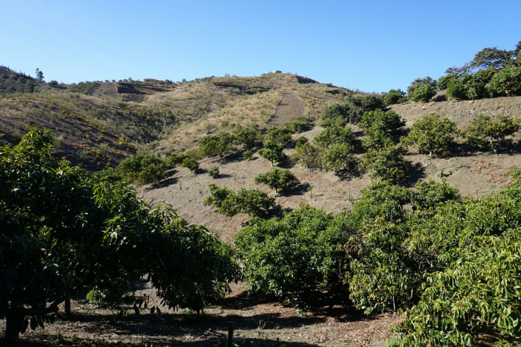 Finca - Cortijo La Viñuela Málaga - image 11