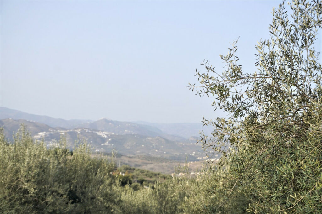Finca - Cortijo Alcaucín Málaga - image 12