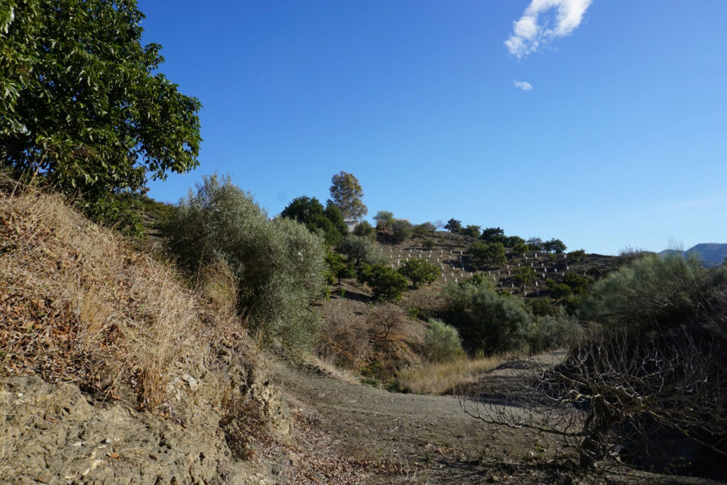 Finca - Cortijo La Viñuela Málaga - image 12
