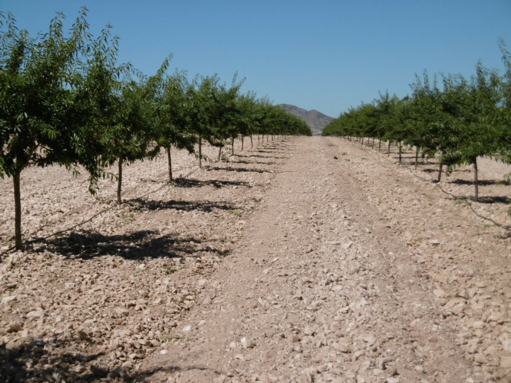 Land Yecla Murcia - image 12