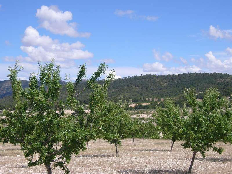 Finca - Cortijo Salinas Alicante - image 13