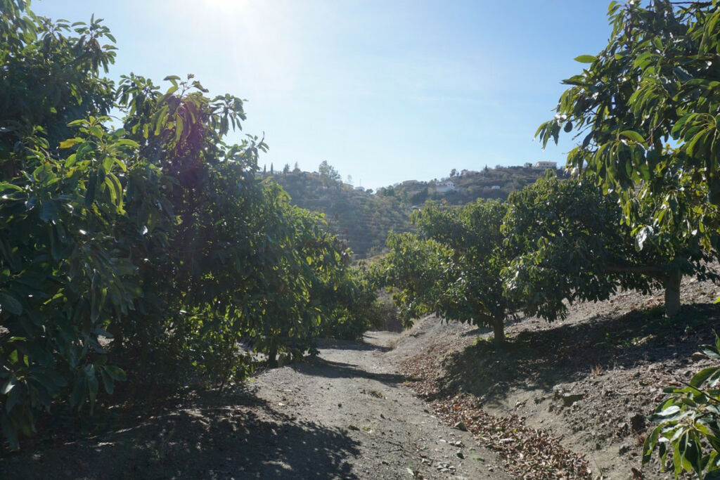 Finca - Cortijo La Viñuela Málaga - image 13