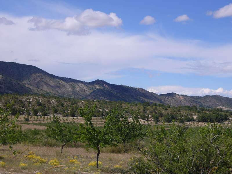 Finca - Cortijo Salinas Alicante - image 14
