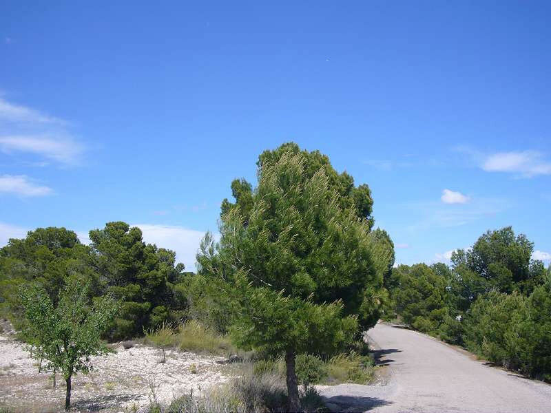 Finca - Cortijo Salinas Alicante - image 15