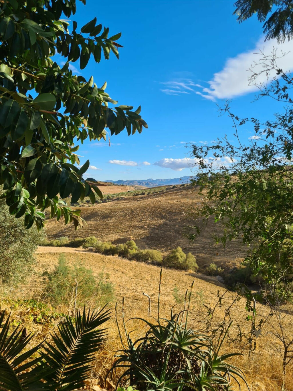 Finca - Cortijo Pizarra Málaga - image 16