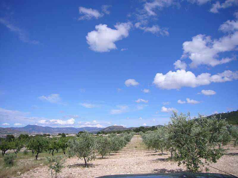 Finca - Cortijo Salinas Alicante - image 16