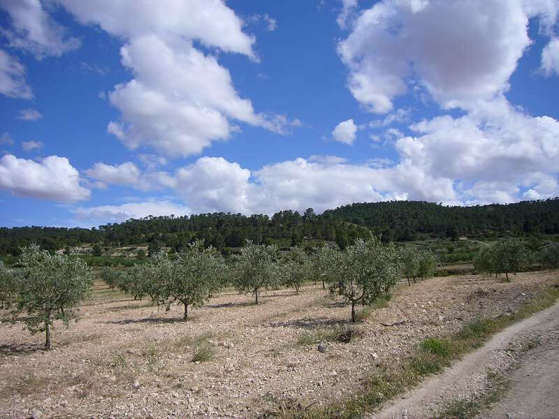 Finca - Cortijo Salinas Alicante - image 17