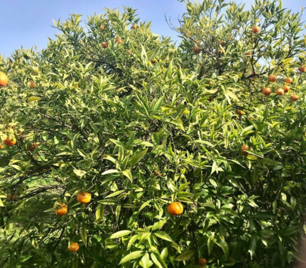 Finca - Cortijo Estepona Málaga - image 18