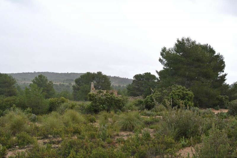Land Yecla Murcia - image 2