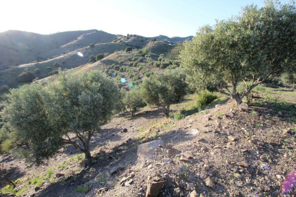 Land Benajarafe Málaga - image 2