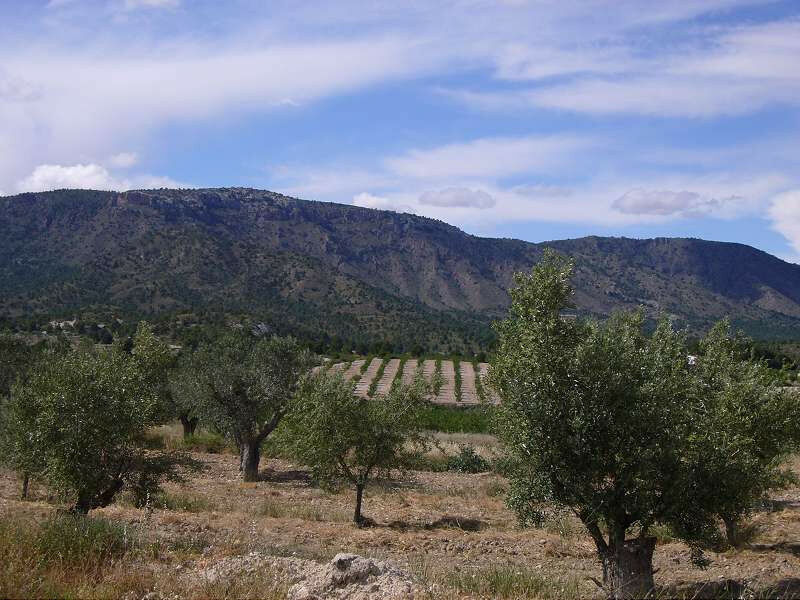 Finca - Cortijo Salinas Alicante - image 20
