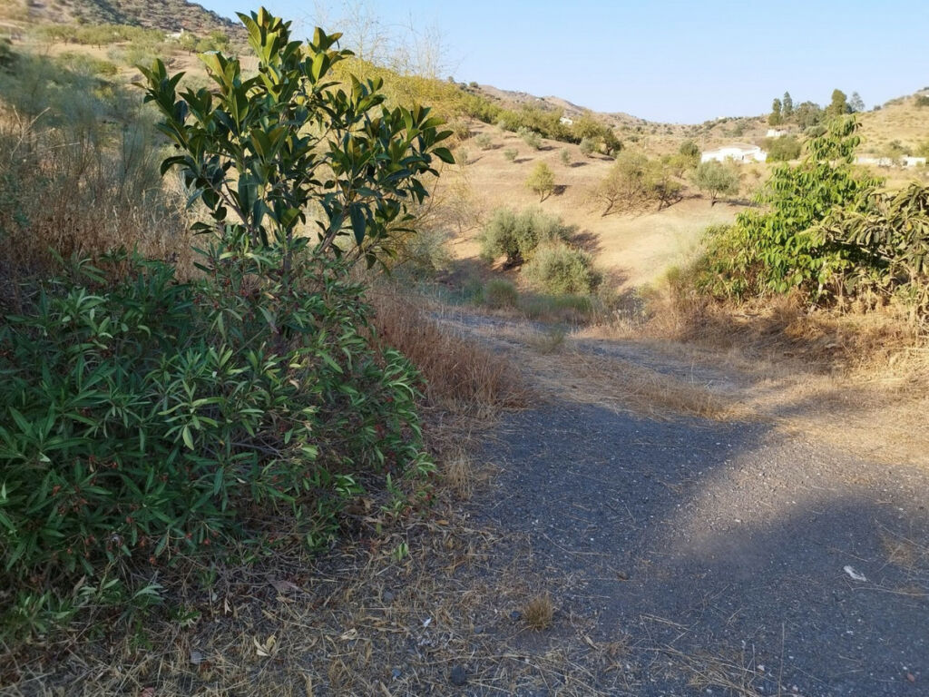 Finca - Cortijo Canillas de Aceituno Málaga - image 20