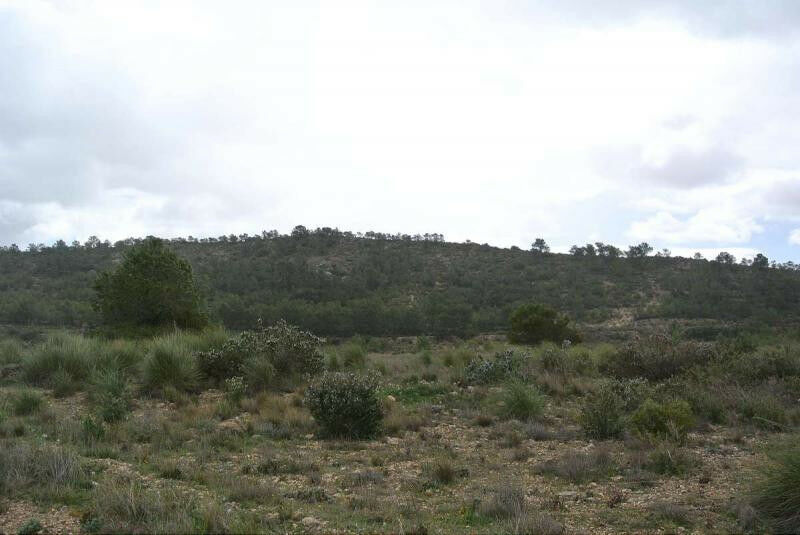 Land Yecla Murcia - image 20