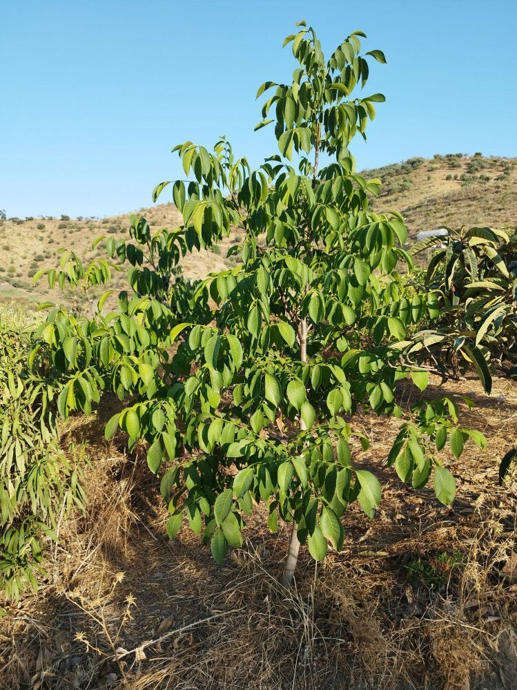 Finca - Cortijo Canillas de Aceituno Málaga - image 21