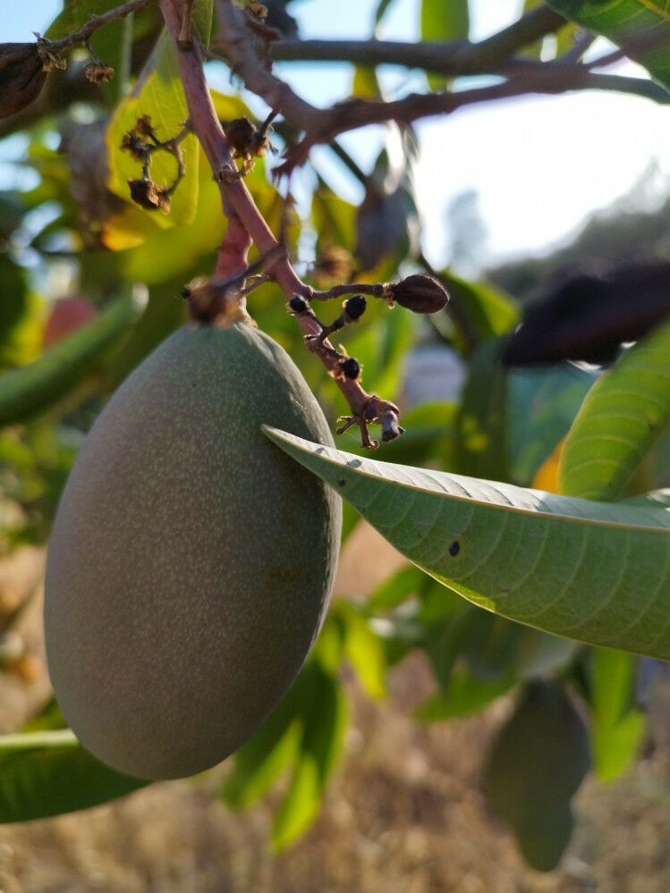 Finca - Cortijo Canillas de Aceituno Málaga - image 22