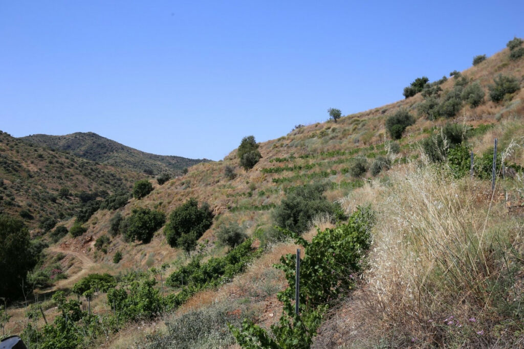 Land Totalán Málaga - image 25