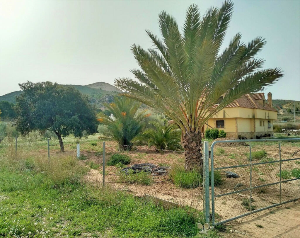 Detached Villa Aspe Alicante - image 3