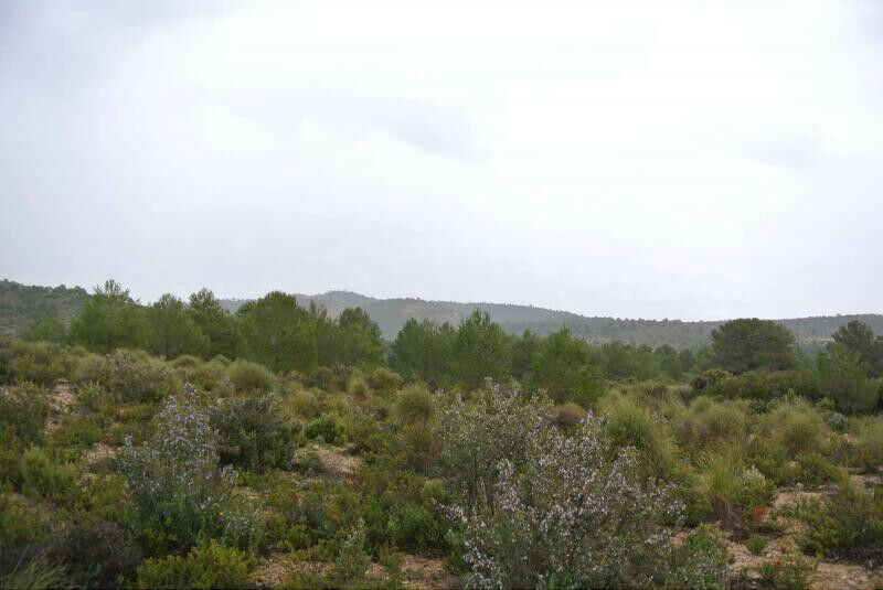 Land Yecla Murcia - image 3