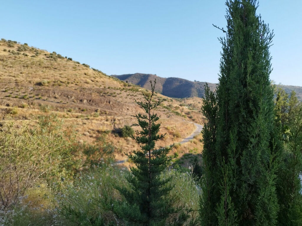 Finca - Cortijo Canillas de Aceituno Málaga - image 3