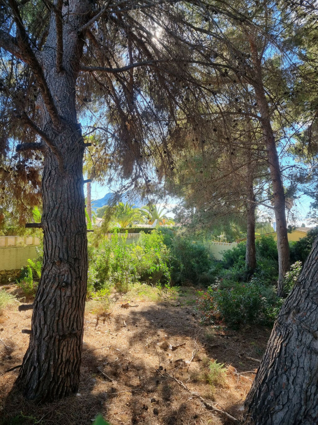 Land Calpe Alicante - image 3