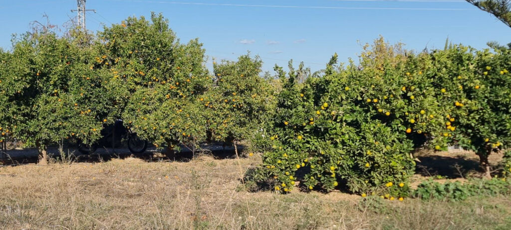 Finca - Cortijo Alhaurín de la Torre Málaga - image 33