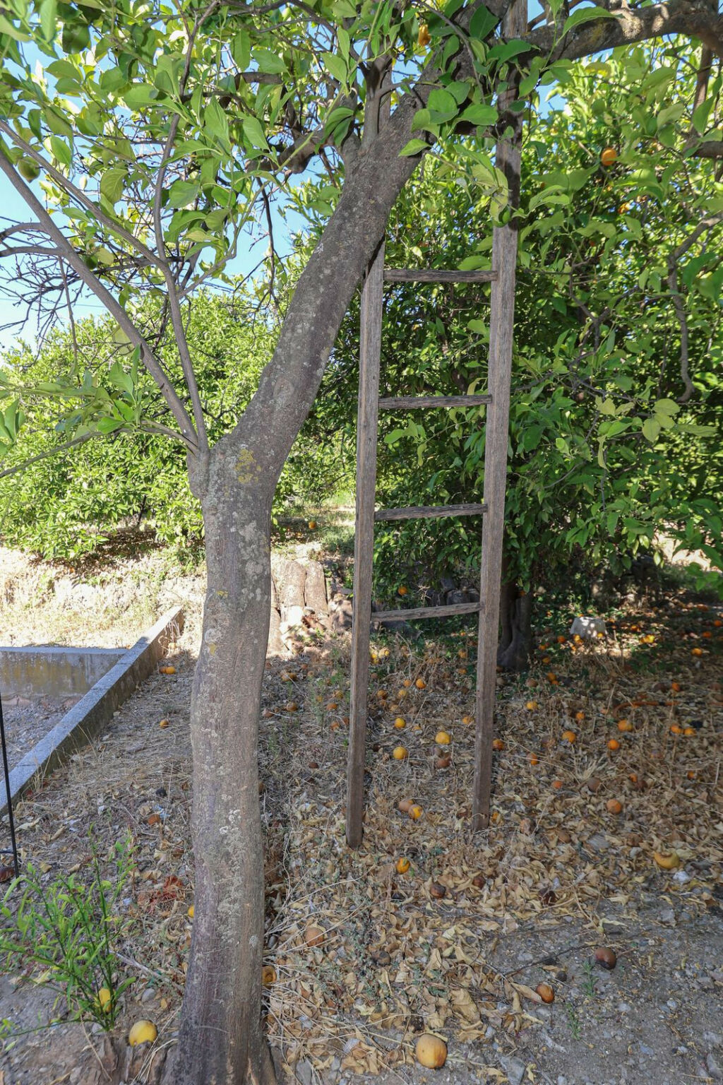 Detached Villa Alozaina Málaga - image 35