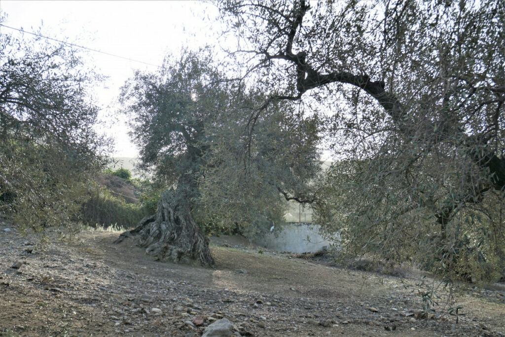 Finca - Cortijo Alcaucín Málaga - image 37