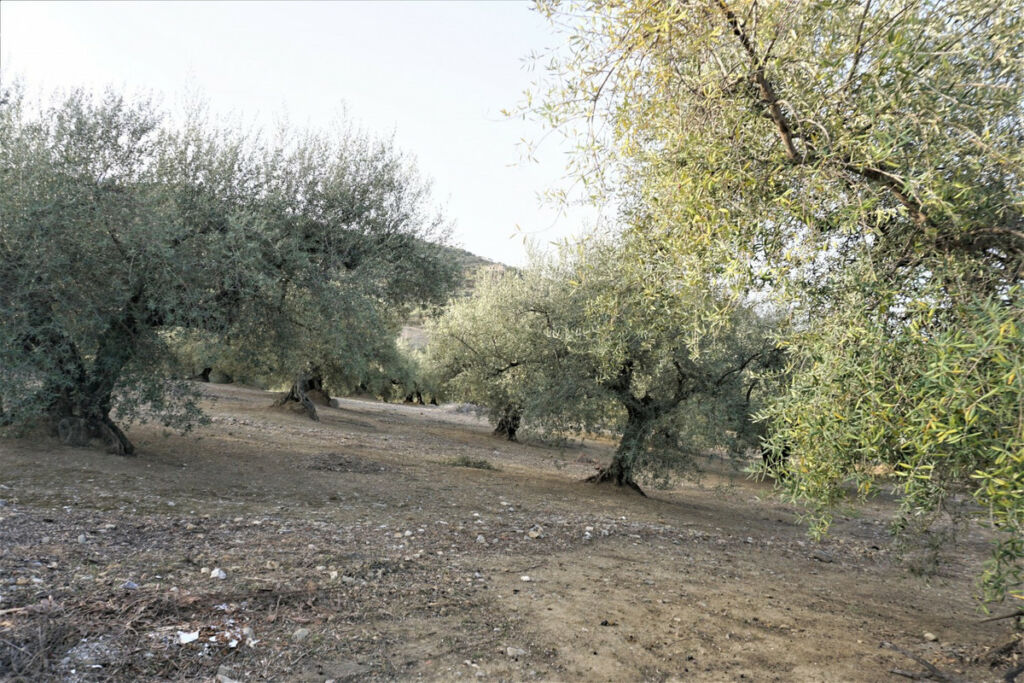 Finca - Cortijo Alcaucín Málaga - image 39