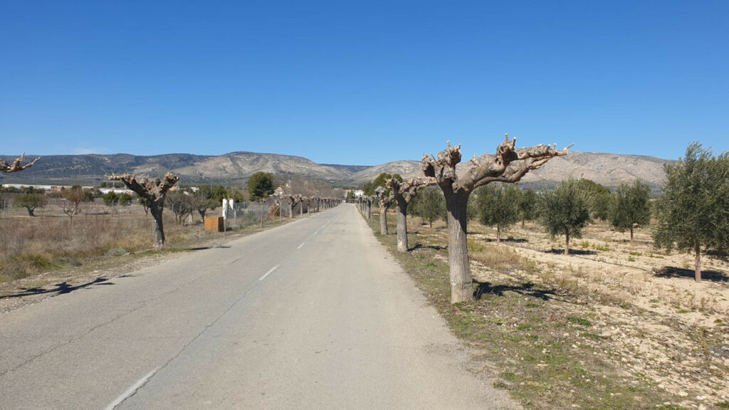 Land Beneixama Alicante - image 4
