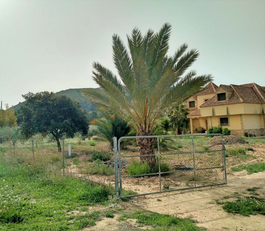 Detached Villa Aspe Alicante - image 4