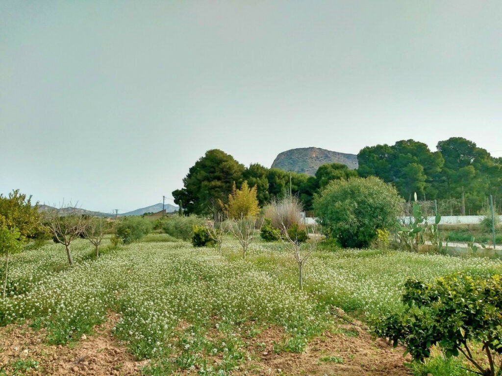 Detached Villa Aspe Alicante - image 5