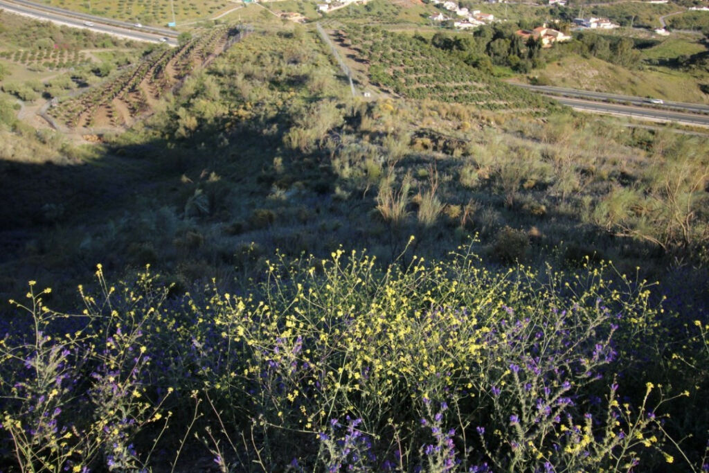 Land Benajarafe Málaga - image 5
